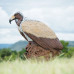 Wildcrete Vulture Pair
